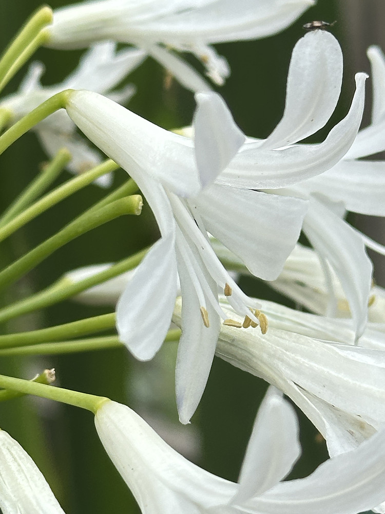 Pure Petals