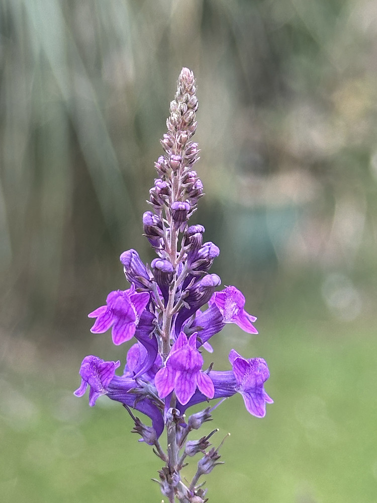 Toadflax Heights