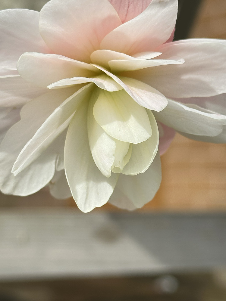 Ivory Cascade