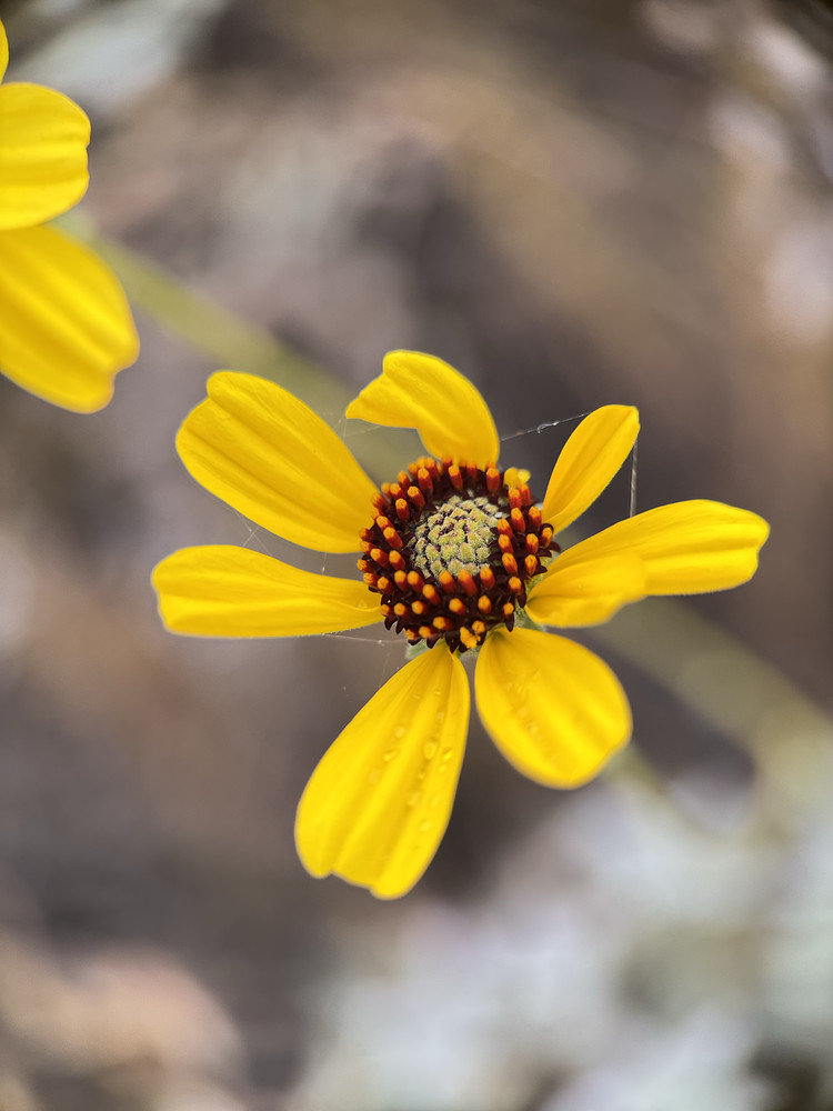 Brittlebush