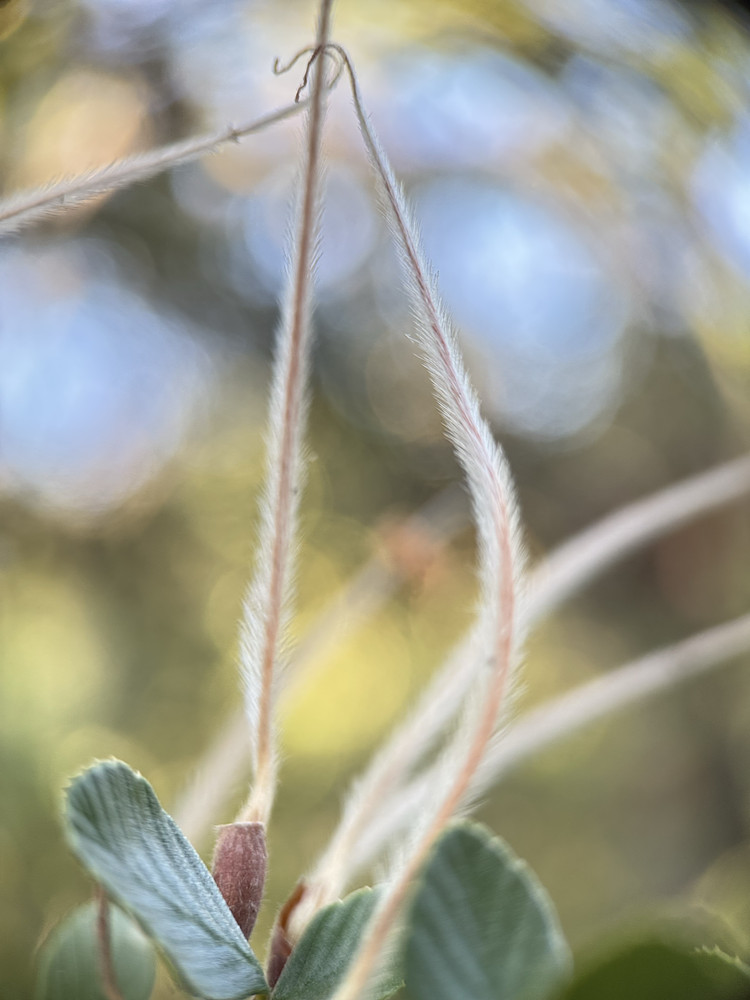 Alder leaf mountain mahogany 