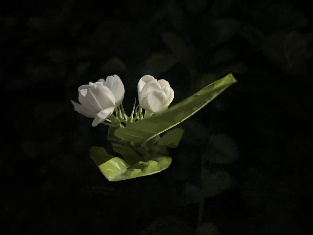 Fragrant 