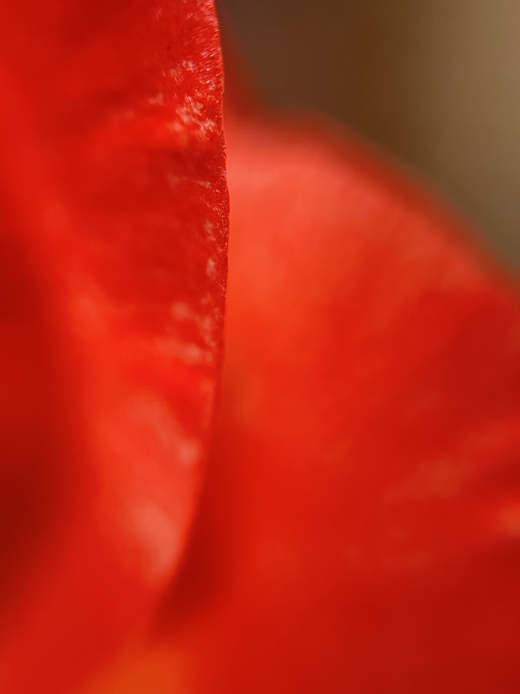 Red Edge