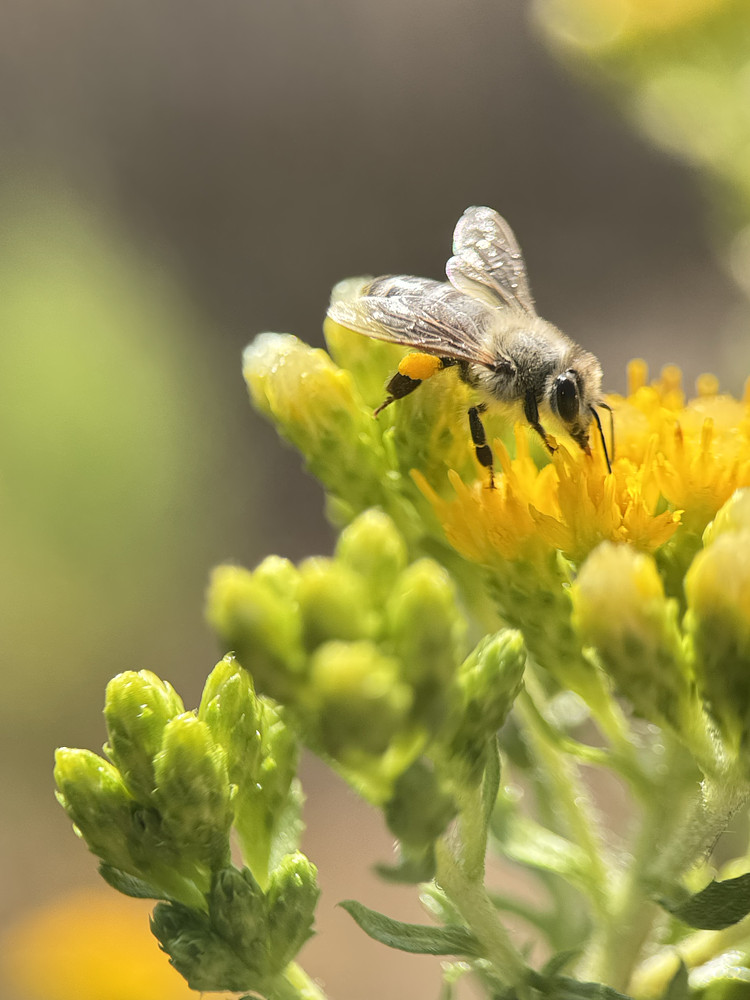 Western honey bee 