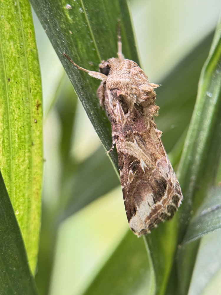 Spodoptera ornithogalli - Armyworm