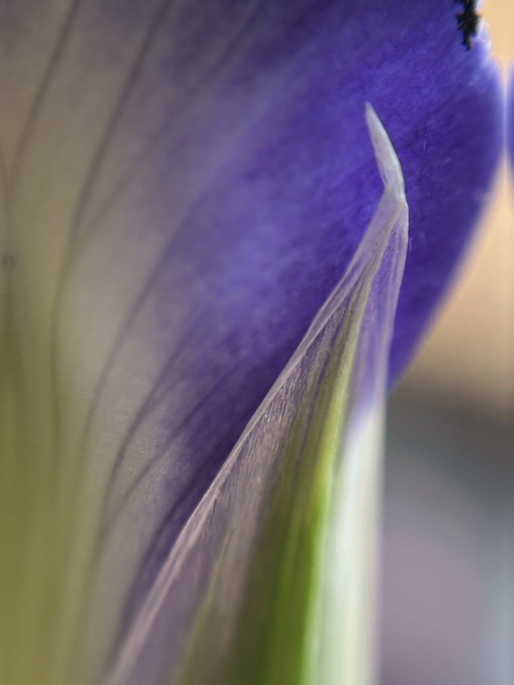 Iris Blues