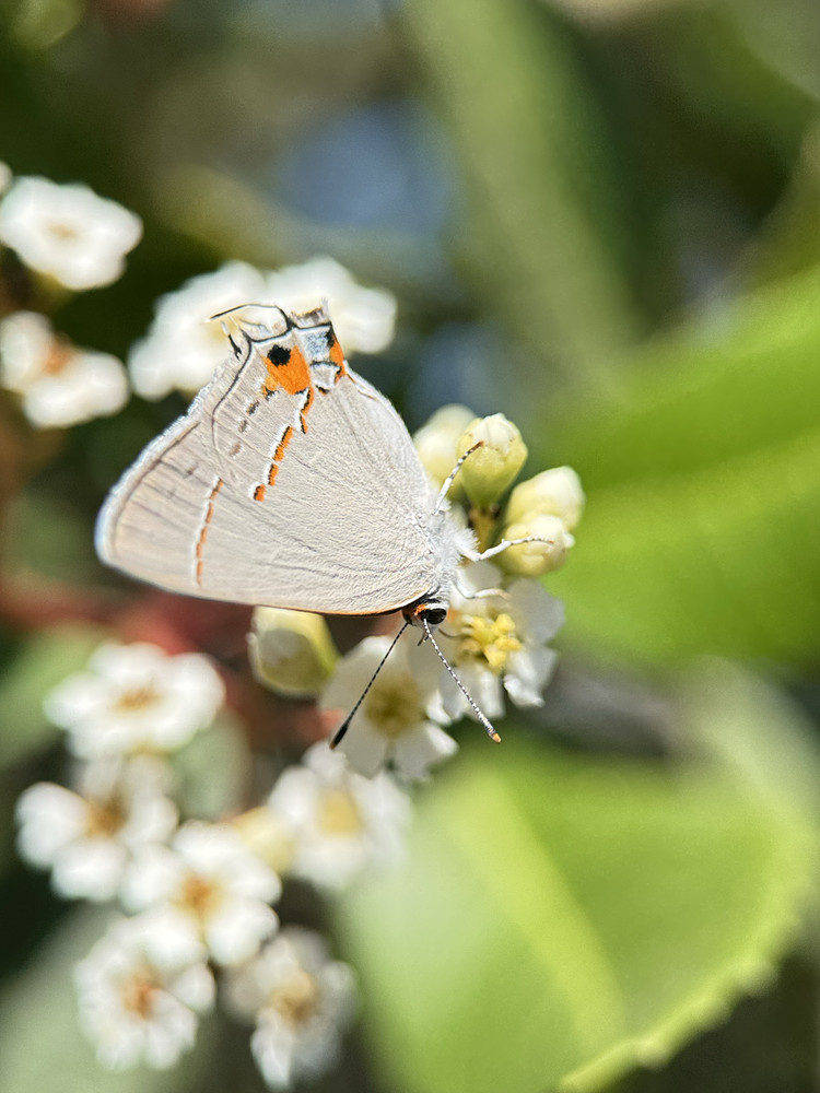 Gray hairstreak