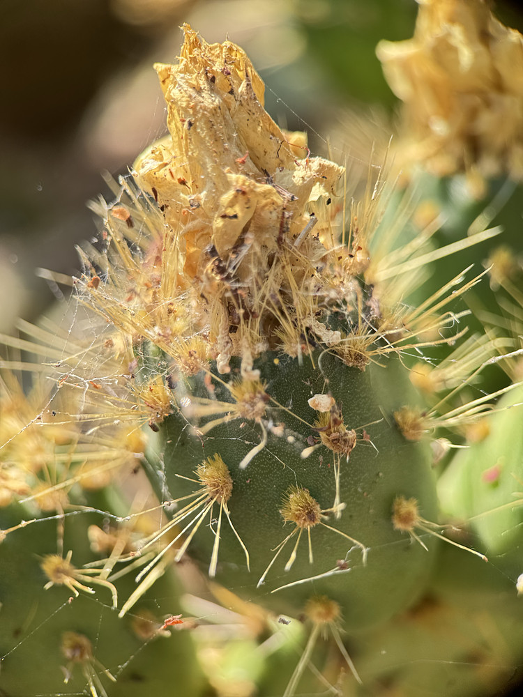Cactus 