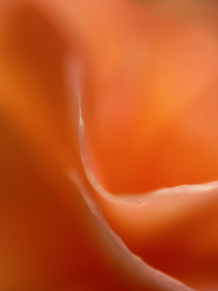 Curl of Life 