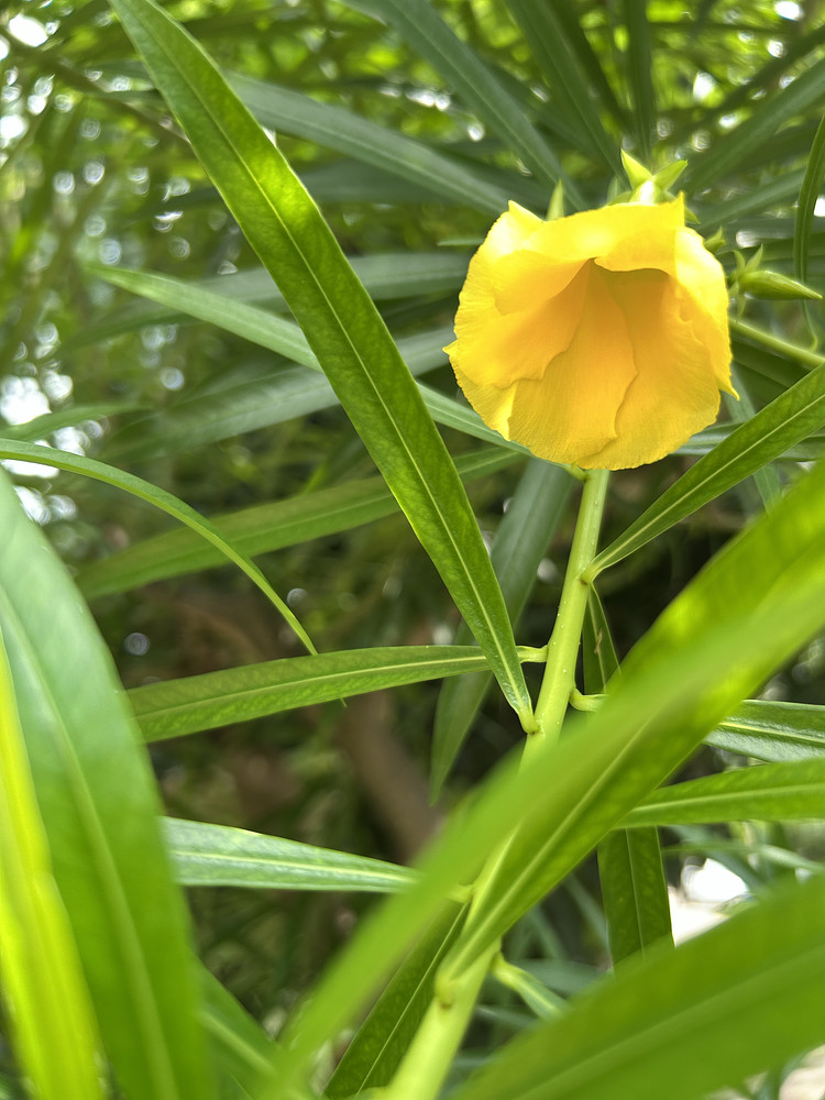 The golden charm