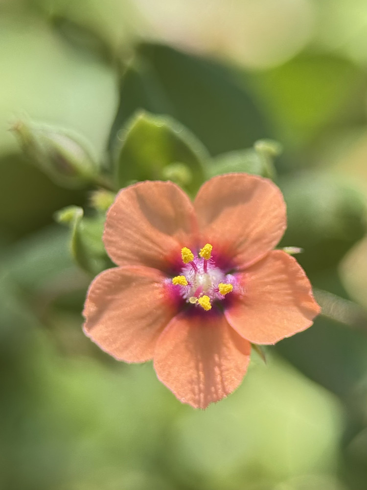 Scarlet Pimpernel 