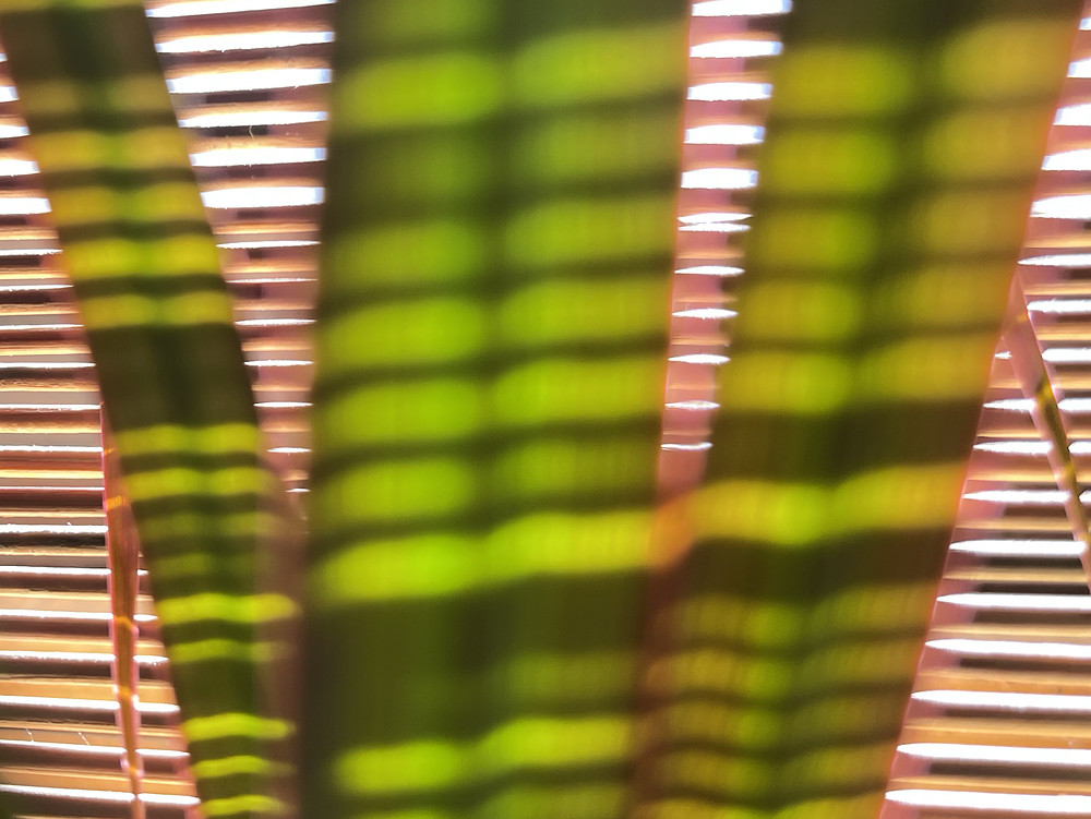 SunStripeS (3)