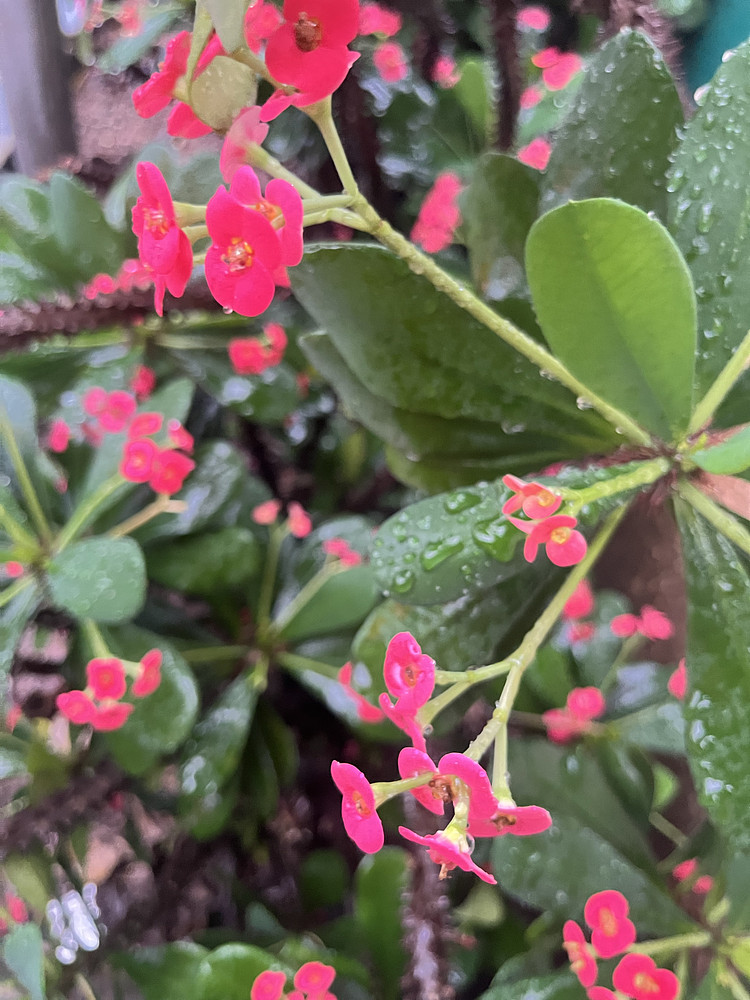 Flora 