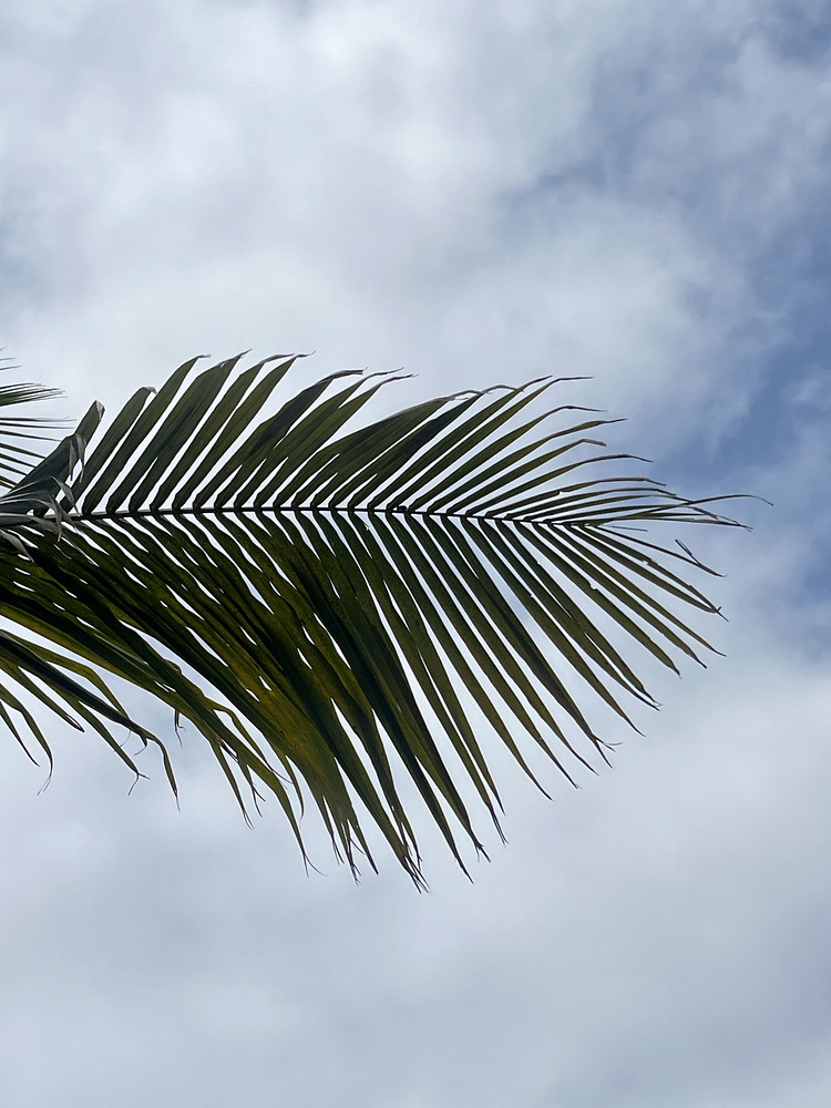 Palm 