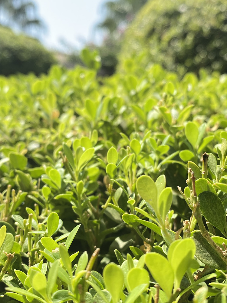 All of greens 