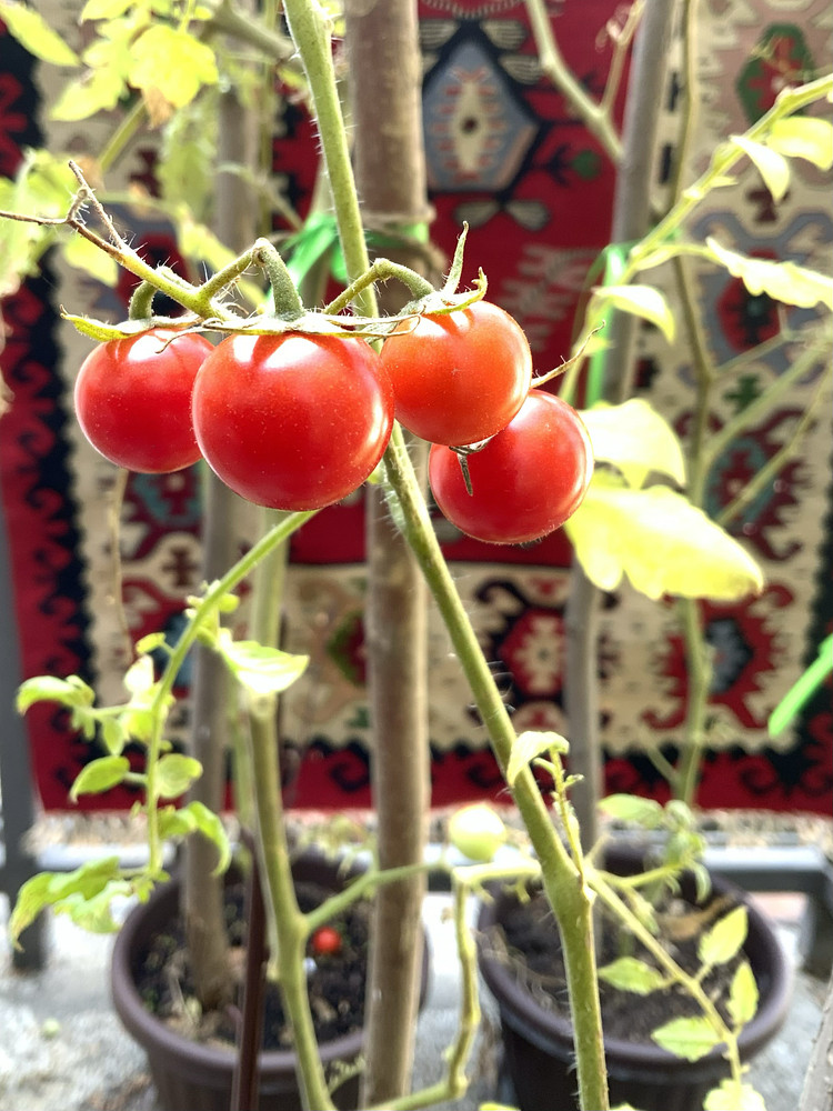 Photo 4046621