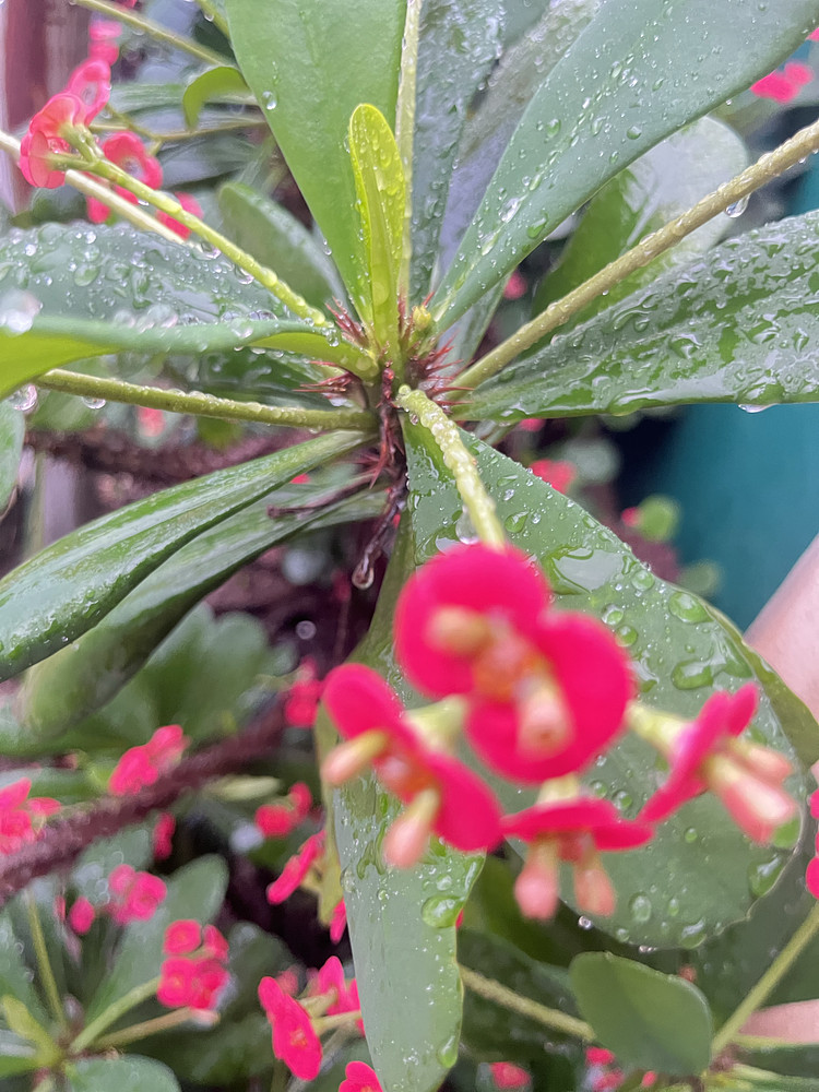 Wet flower