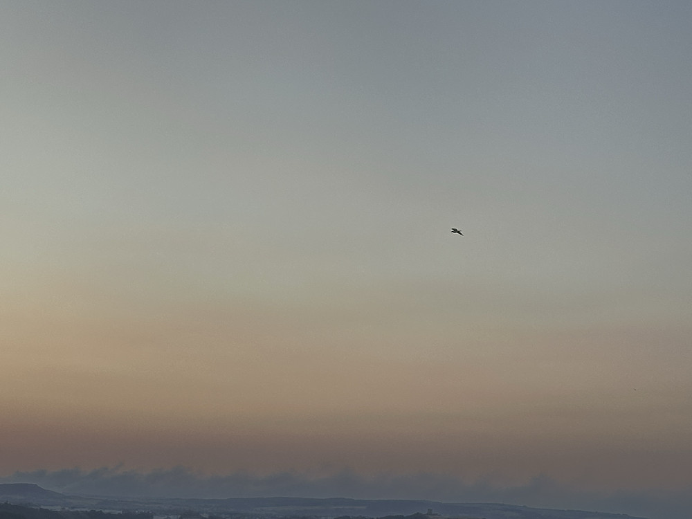 High Flyer