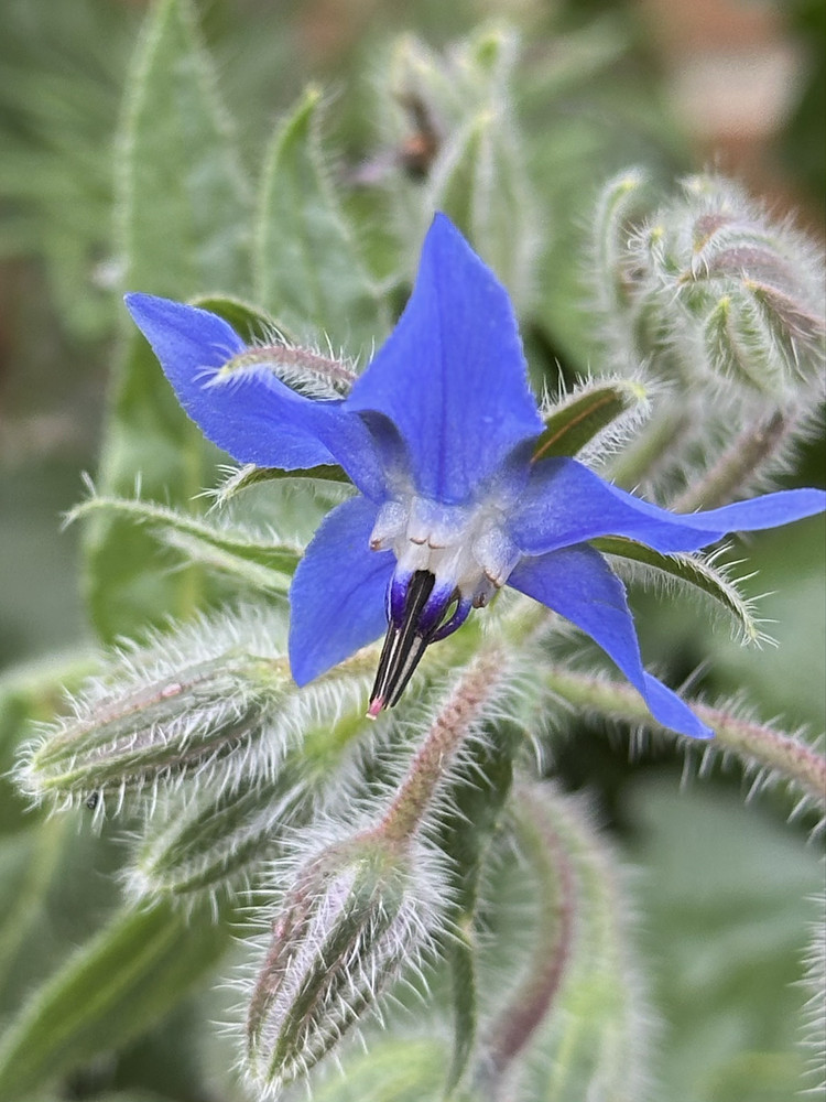 Blue Borage