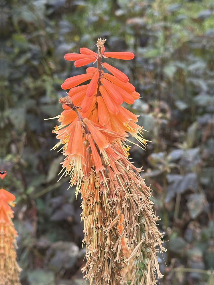 Red hot Poker