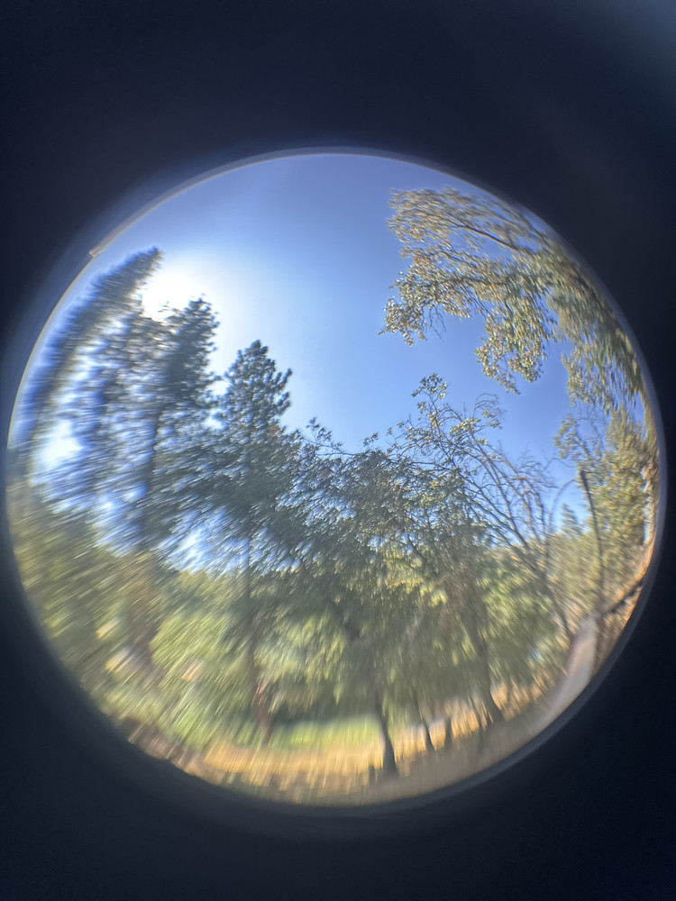 Bowl of pine trees 