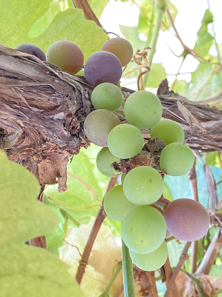 Last grapes 