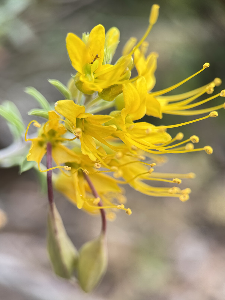 Spiderflower 