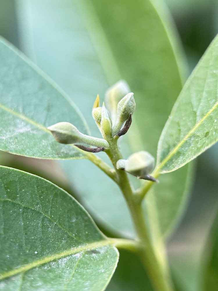 Lauraceae 