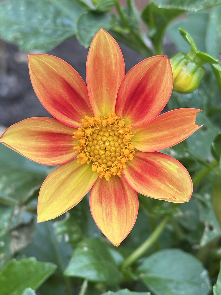 Sunburst in Red