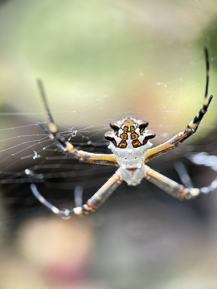 Argiope argentata 