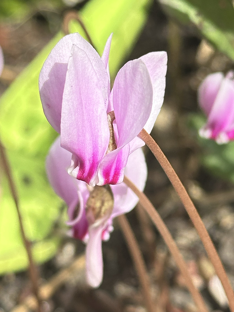 Pink Grace