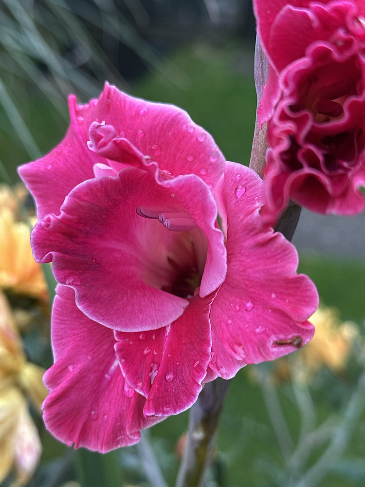 Marvellous Magenta