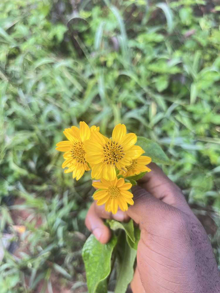 Sunflowers 