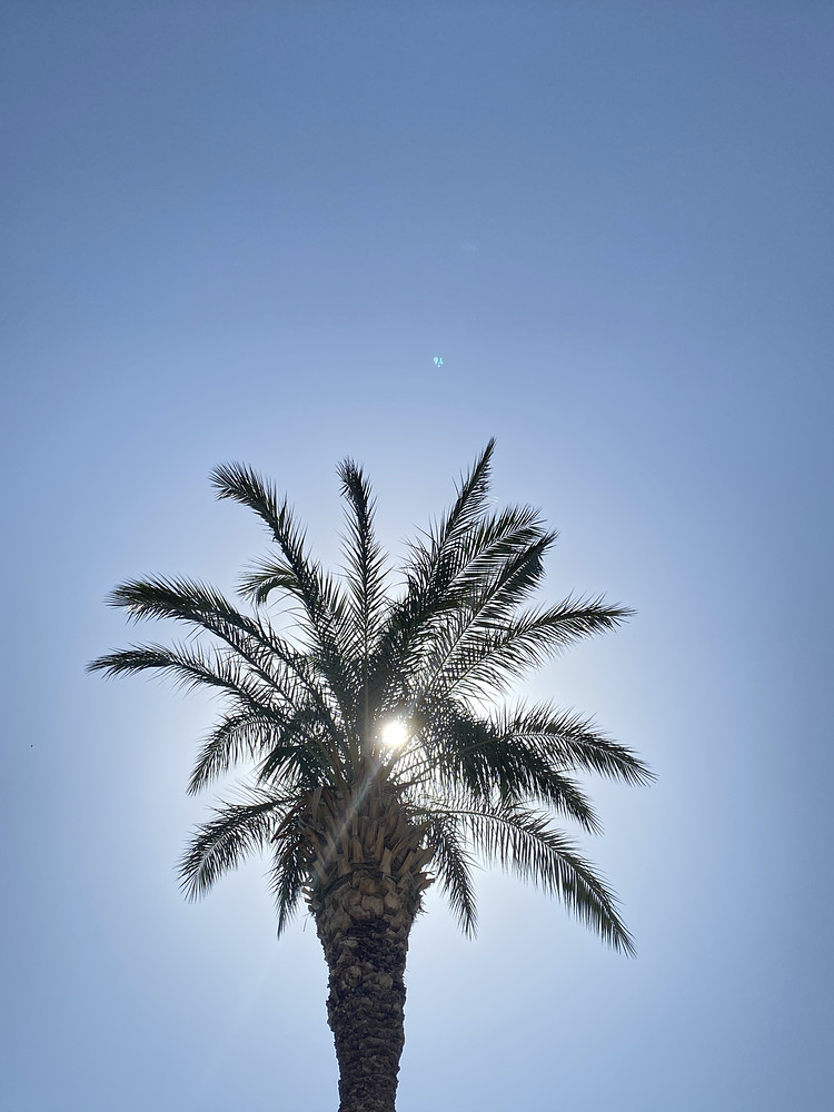 Blue palm 