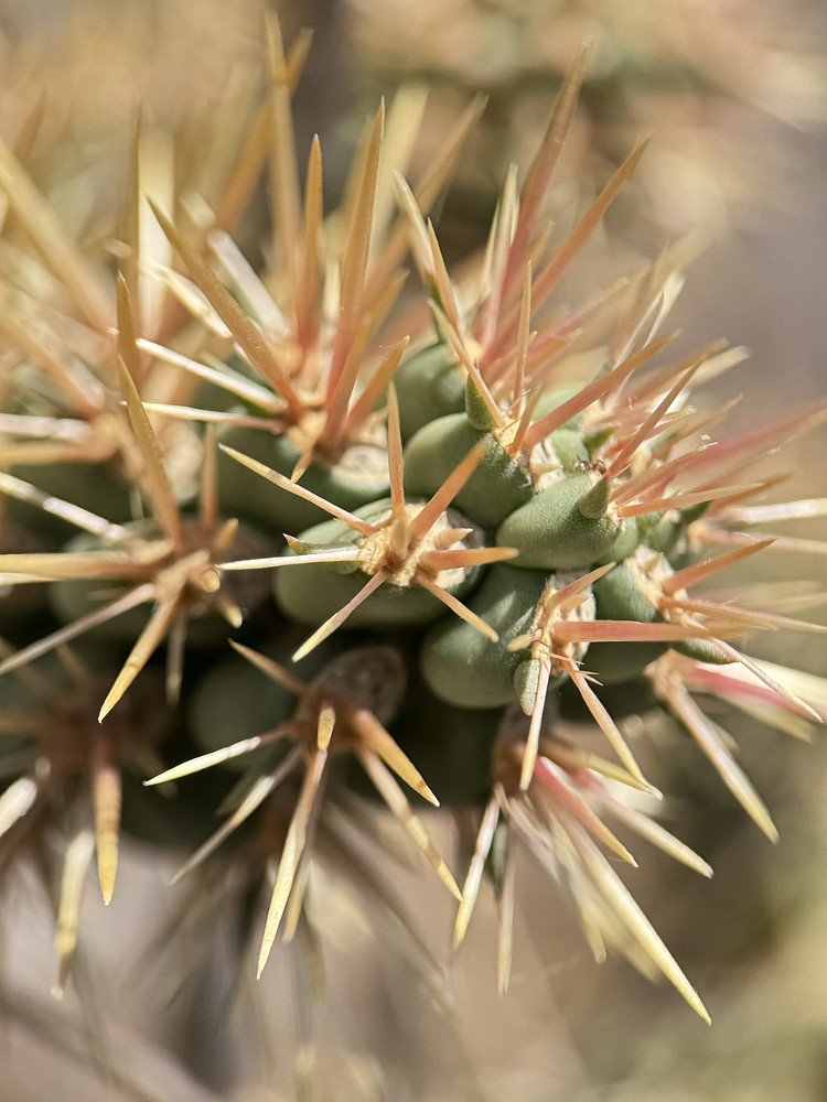 Cylindropuntia