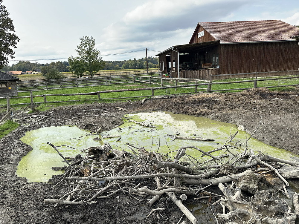 Small Swamp 