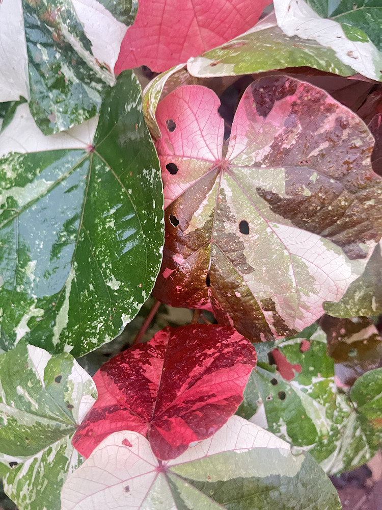 Nature is colorful 