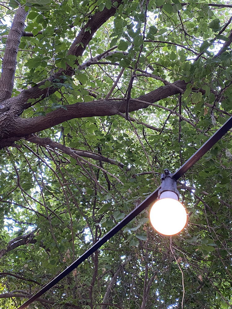 Little light 