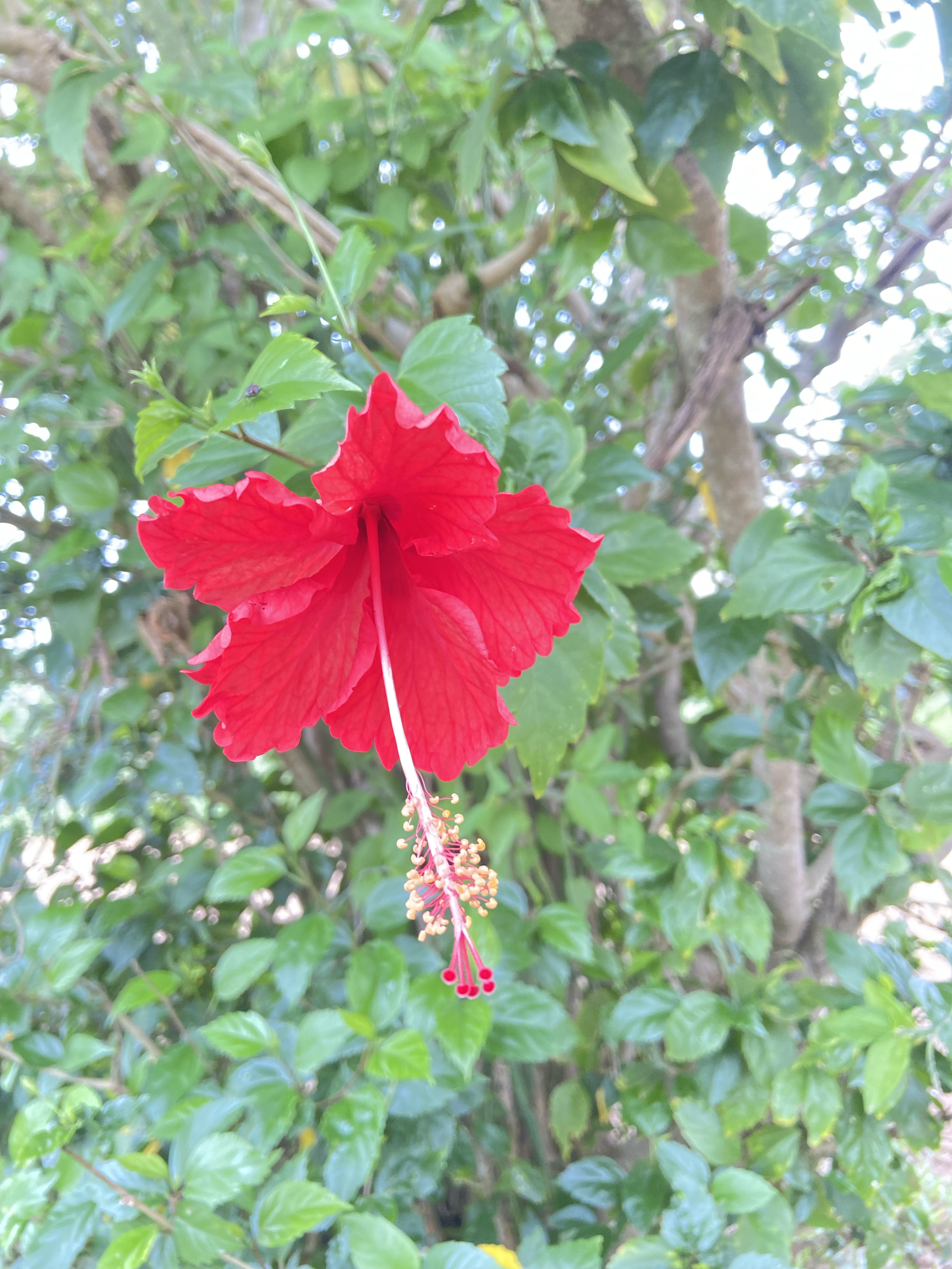 Hibiscus 