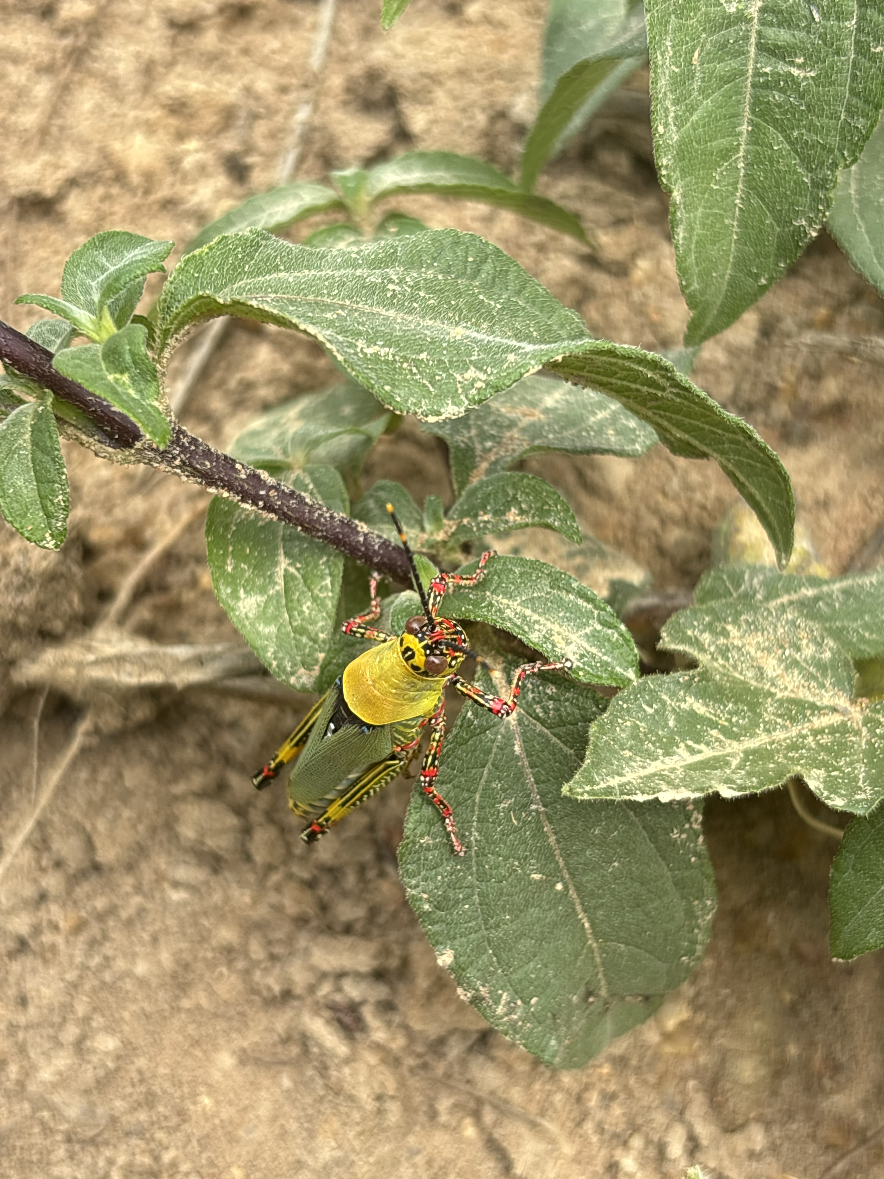 Beautiful shades of nature 