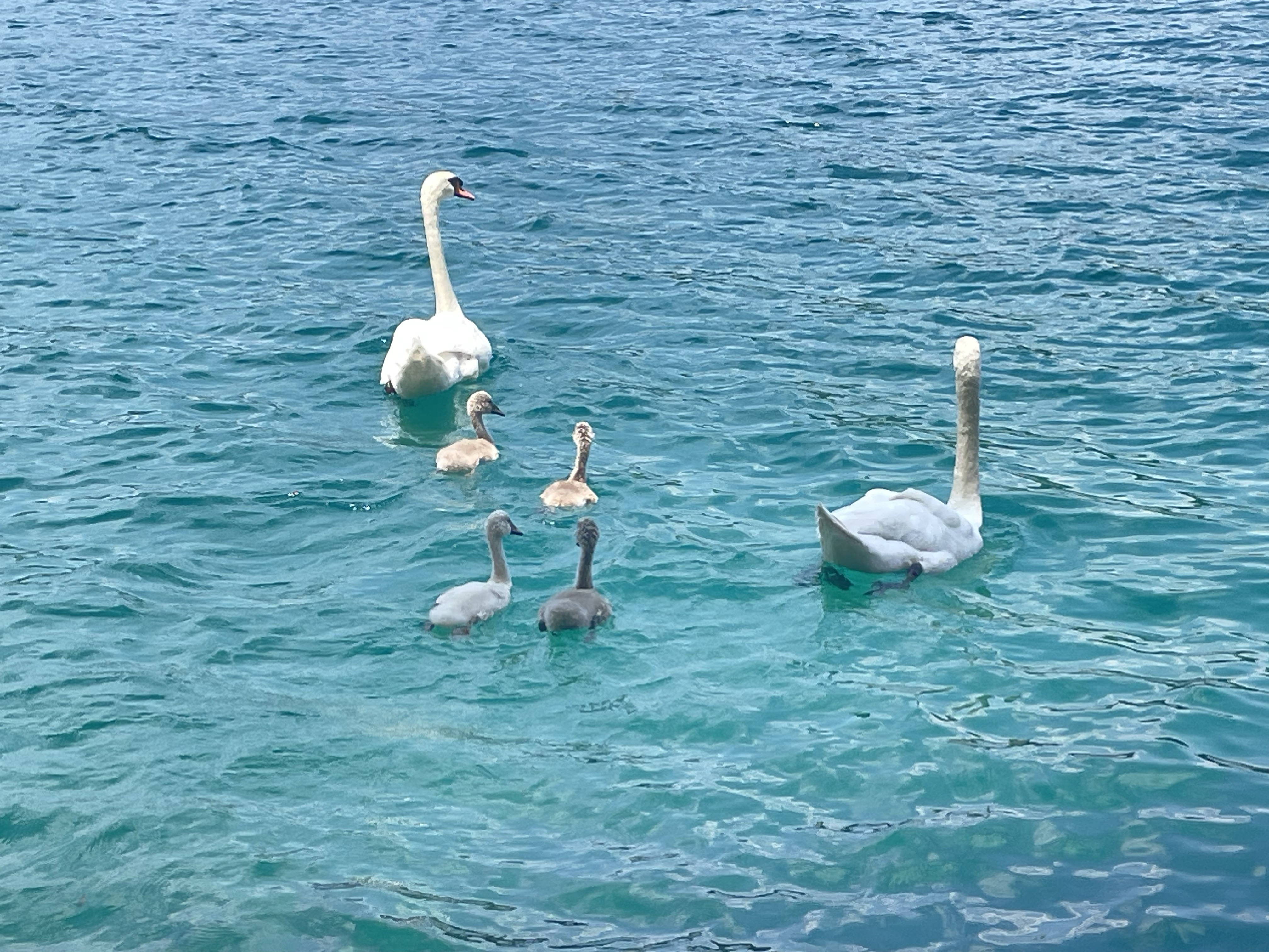 Bled Swans Family 