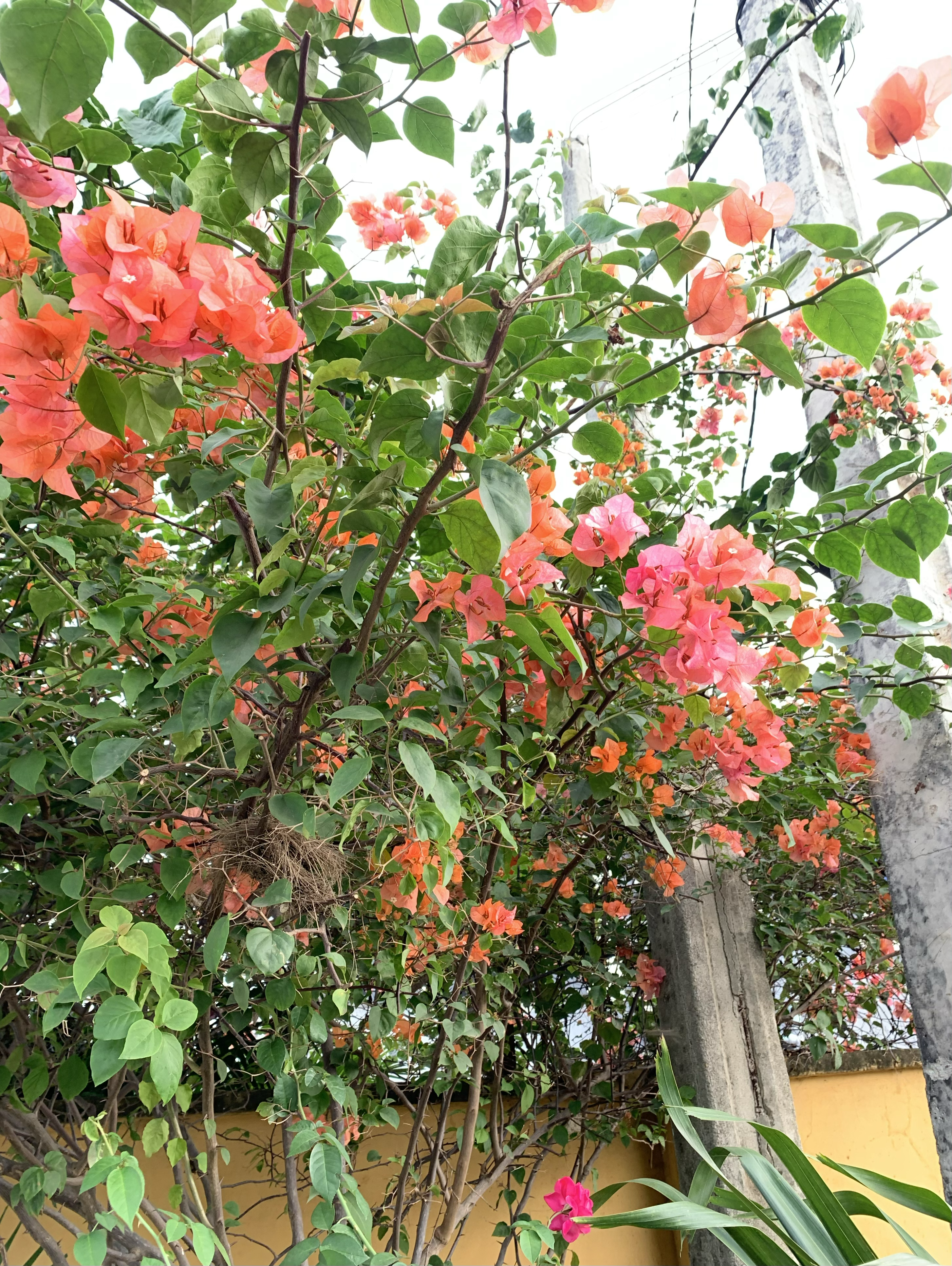 Flower on my path II