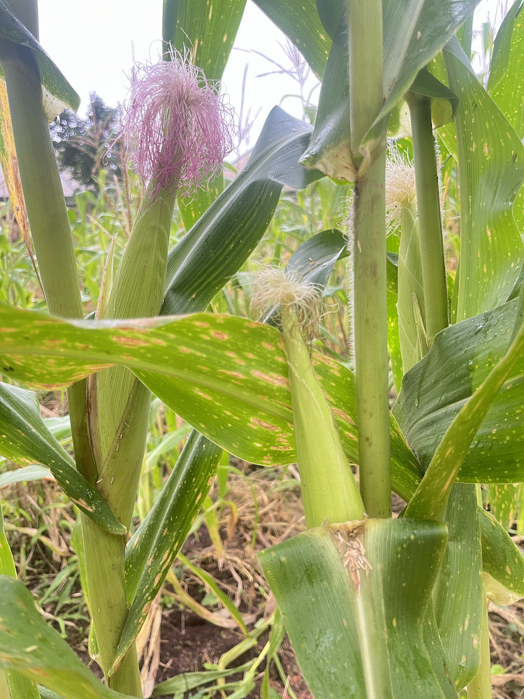 Corn field 