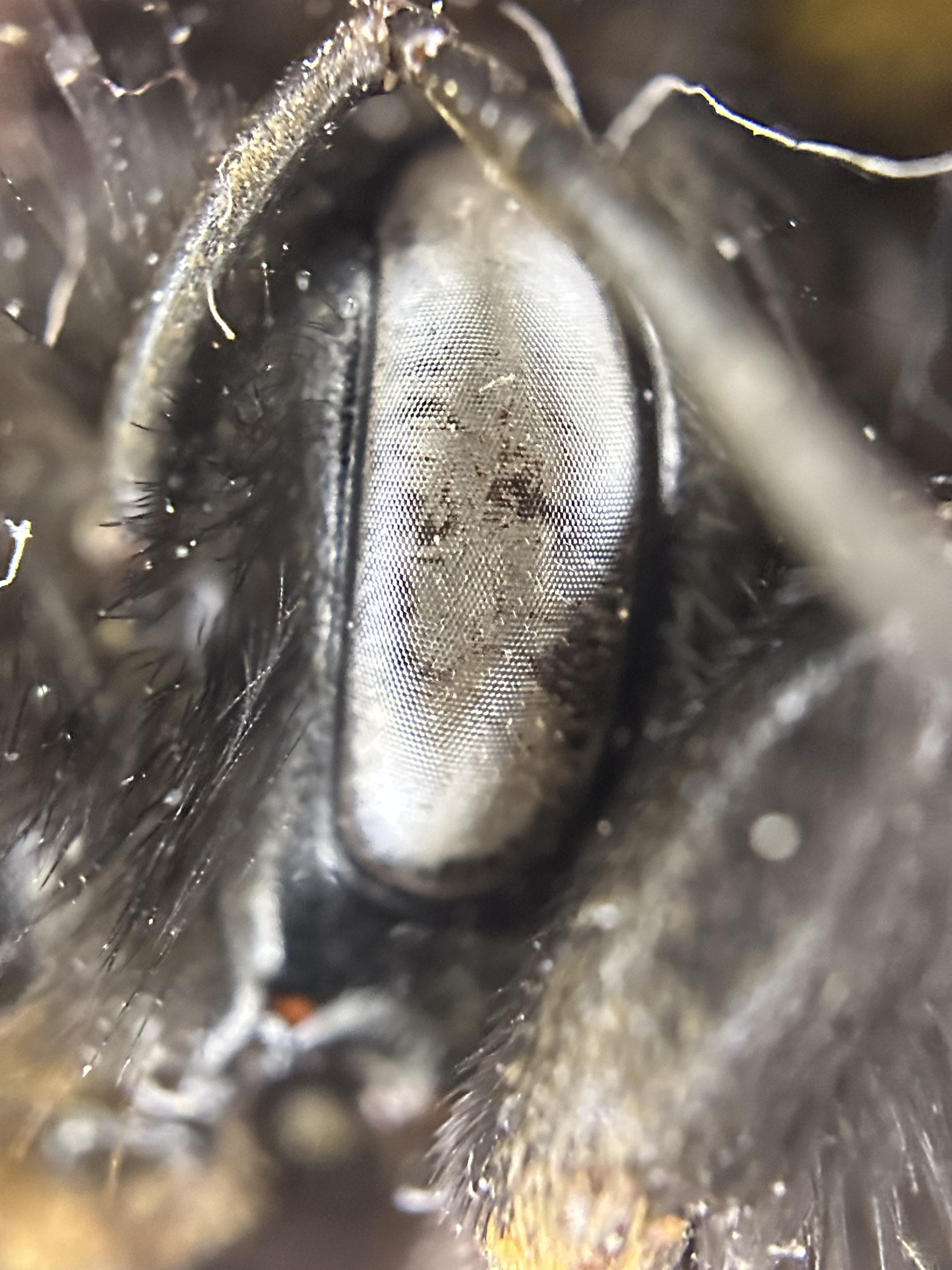 Eye of the Bee Holder