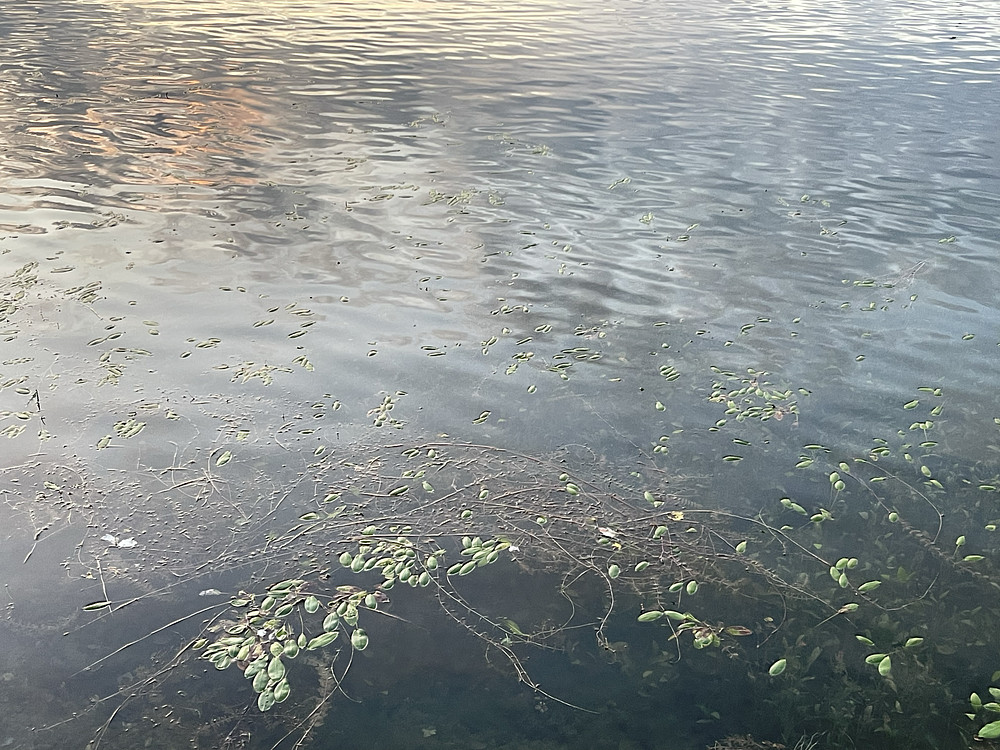 lake waters 
