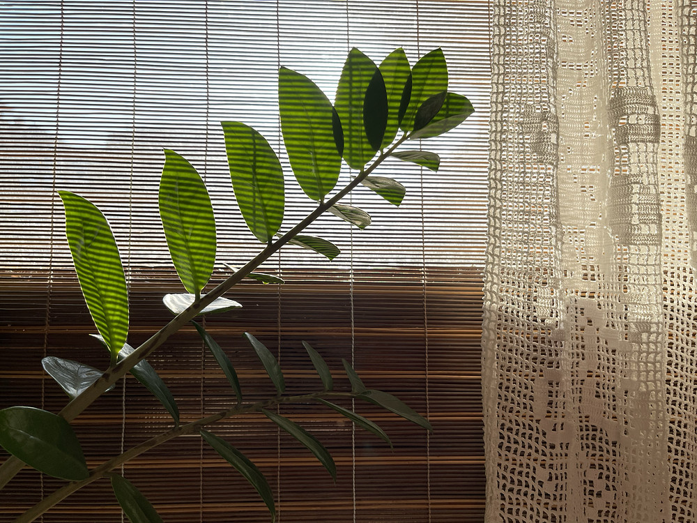 morning sun 