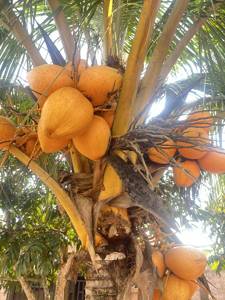Palm fruit 