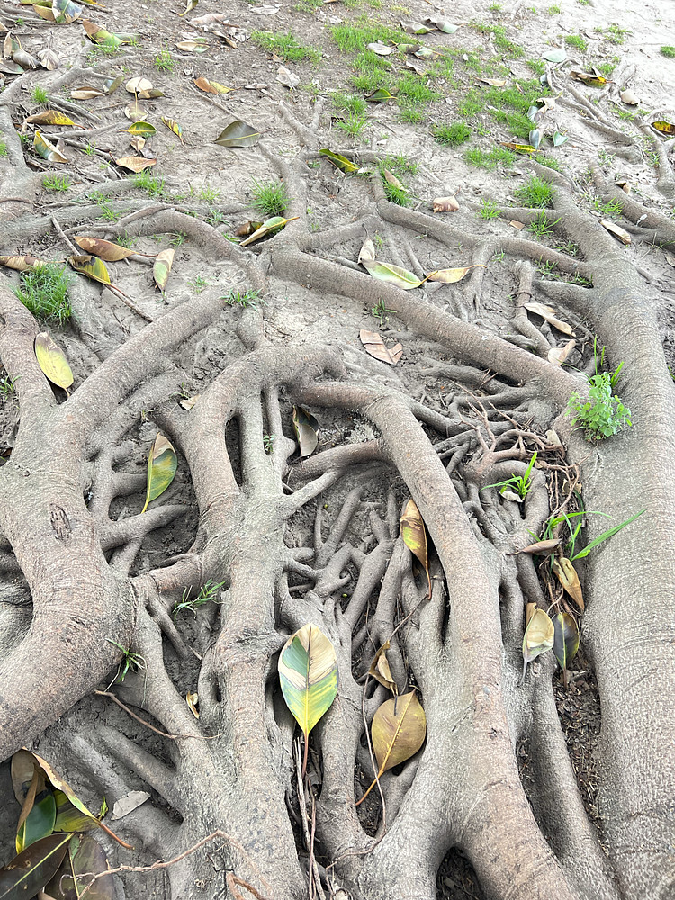 Raices