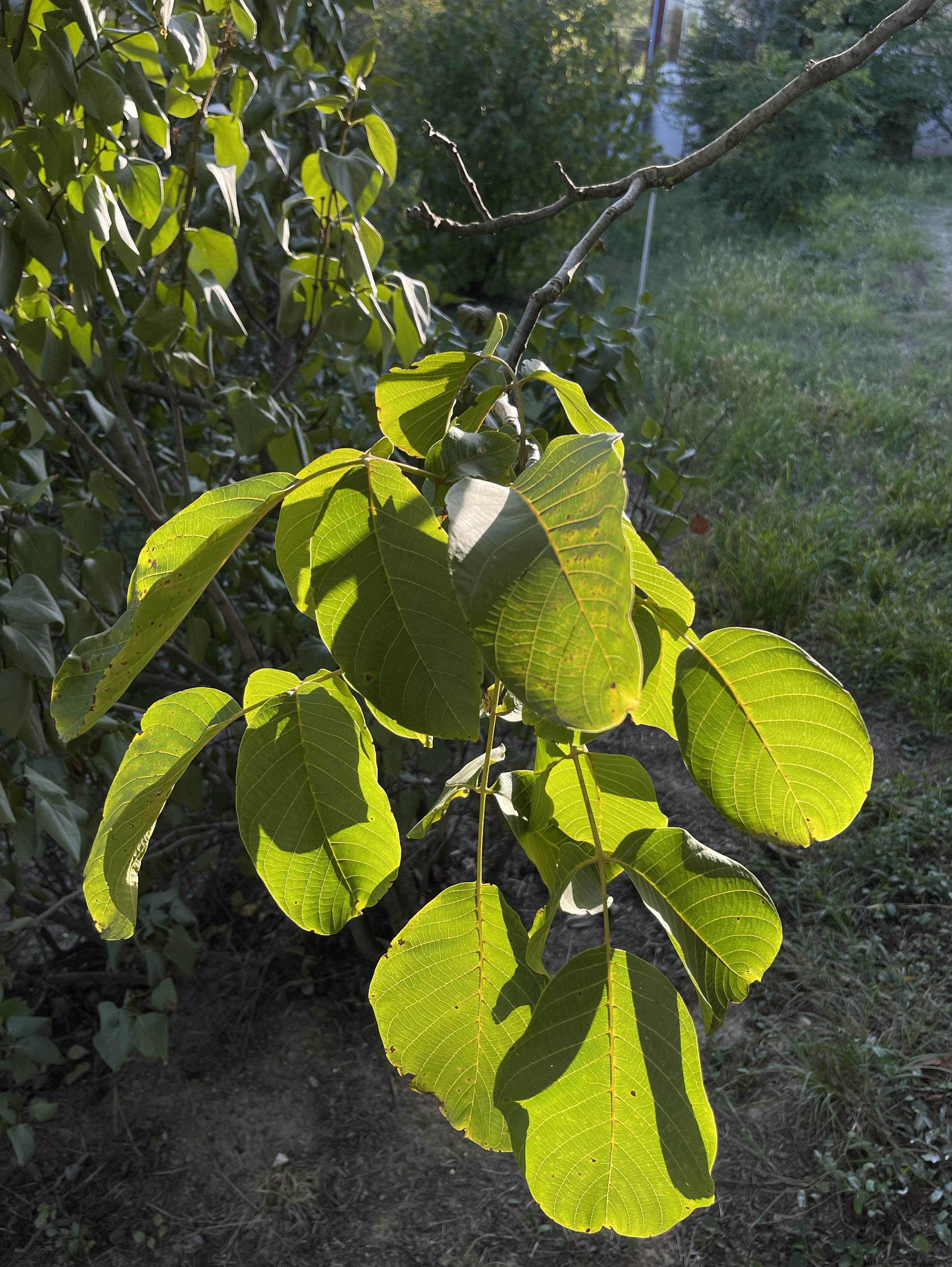 walnut leaves 