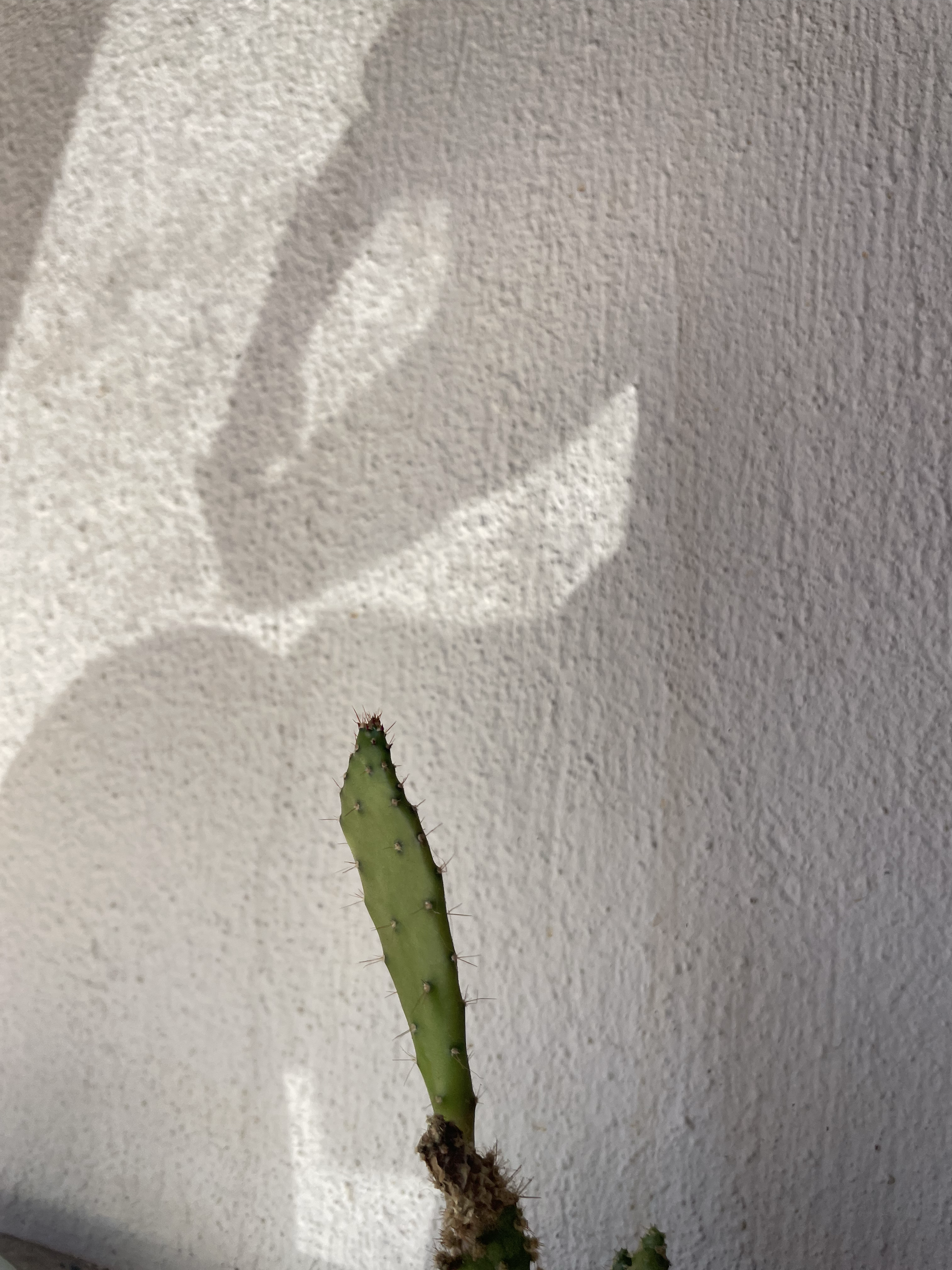 T-Rex trying to eat some plant